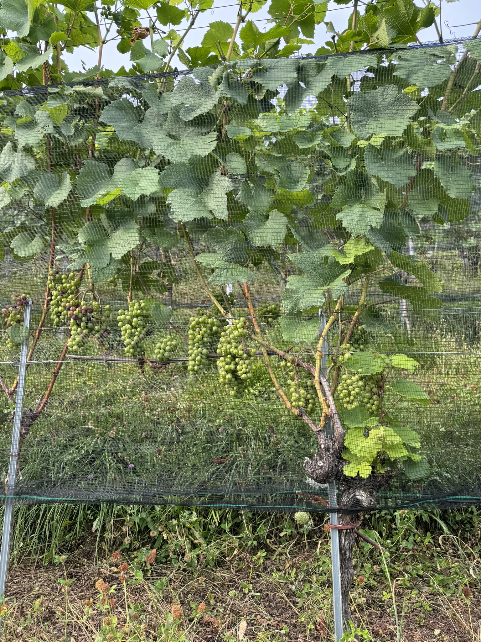Pinot am 11.8.2024
